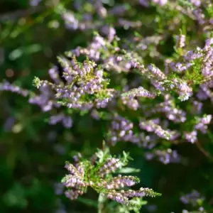 Heidekraut (Erica) ist ein Sauerzeiger im Beet im Garten