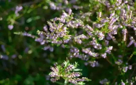 Heidekraut (Erica) ist ein Sauerzeiger im Beet im Garten