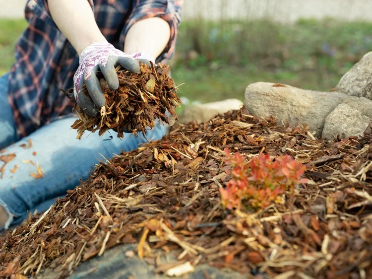 Herbstlaub als Mulch für den Garten verwenden