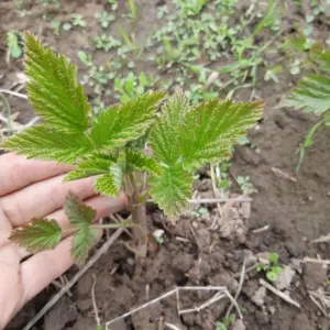 Himbeeren vermehren anhand zwei einfacher Methoden - Schritt-für-Schritt-Anleitungen und die nötige Pflege für die Stecklinge