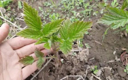 Himbeeren vermehren anhand zwei einfacher Methoden - Schritt-für-Schritt-Anleitungen und die nötige Pflege für die Stecklinge