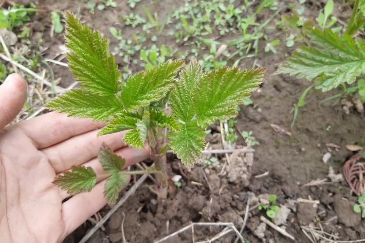 Himbeeren vermehren anhand zwei einfacher Methoden - Schritt-für-Schritt-Anleitungen und die nötige Pflege für die Stecklinge