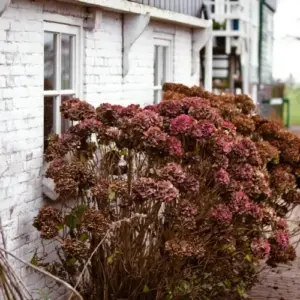 Hortensien überwintern im Garten - Die Sträucher auf den Winter vorbereiten und schützen