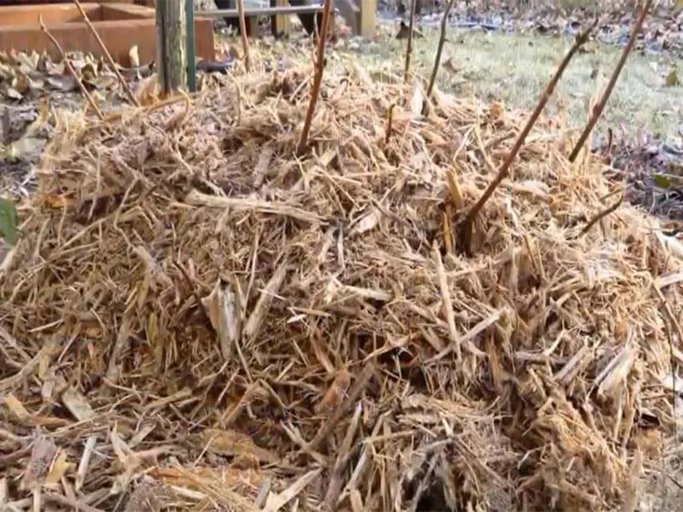 Hortensien überwintern im Garten mit einem Winterschutz aus Rindenmulch, Reisig, Torf und anderen Materialien