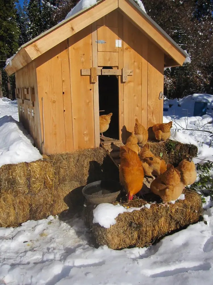 Hühner halten im Garten - Die Beleuchtung ist wichtig für die Eierproduktion