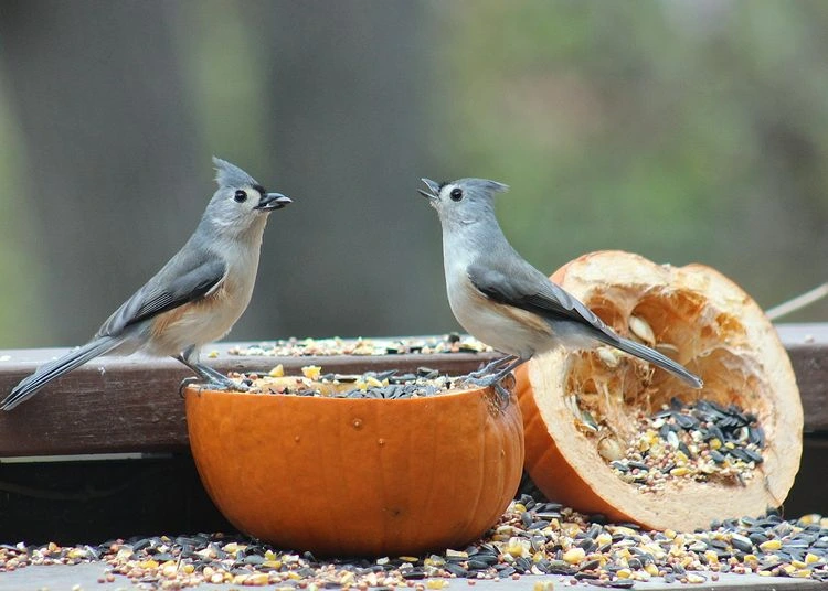 Use pumpkin seeds as bird food
