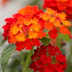 Lantana im Winter pflegen was beachten Tipps