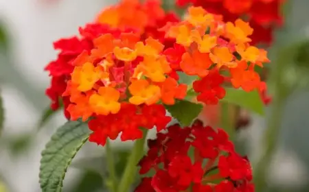 Lantana im Winter pflegen was beachten Tipps