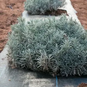 Lavendel überwintern im Garten mit Mulch, Folie oder Vlies