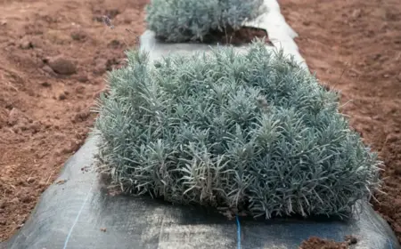 Lavendel überwintern im Garten mit Mulch, Folie oder Vlies