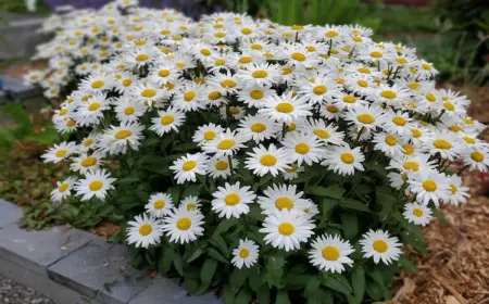 Margeriten überwintern im Garten und in Kübeln - Was für Winterpflege braucht die beliebte Blume