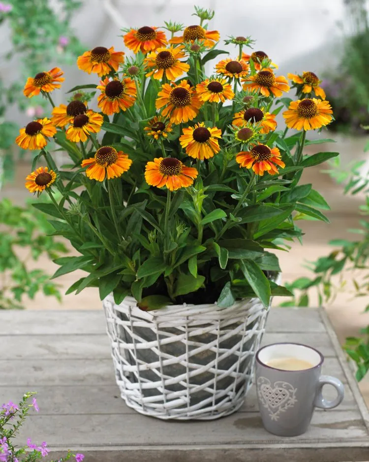 Mehrjährige Herbstpflanzen für Balkonkästen - bienenfreundliche Sonnenbraut