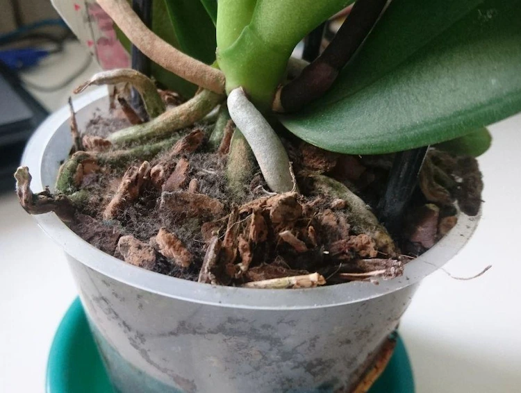 Orchideenerde schimmelt - Welche sind die Ursachen und was tun dagegen mit natürlichen Mitteln