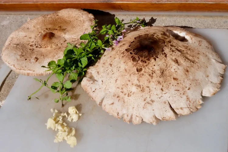 Cooking Parasol Mushrooms - Try these easy and delicious recipes for delicious mushrooms
