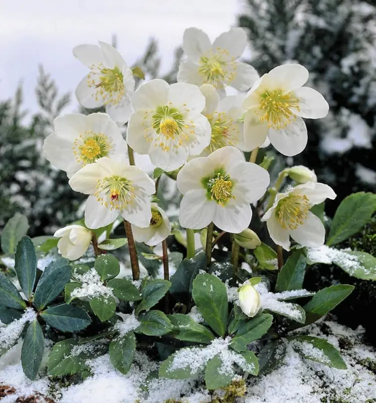 Pflegeleichte Grabbepflanzung für den Winter mit blühenden Christrosen