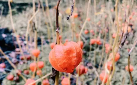 Physalis überwintern - Im Herbst ausgraben und entopfen