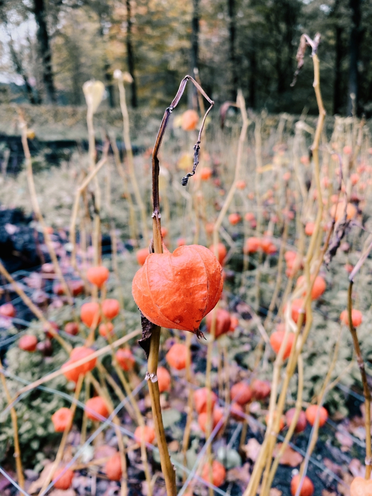 Physalis überwintern - Im Herbst ausgraben und entopfen