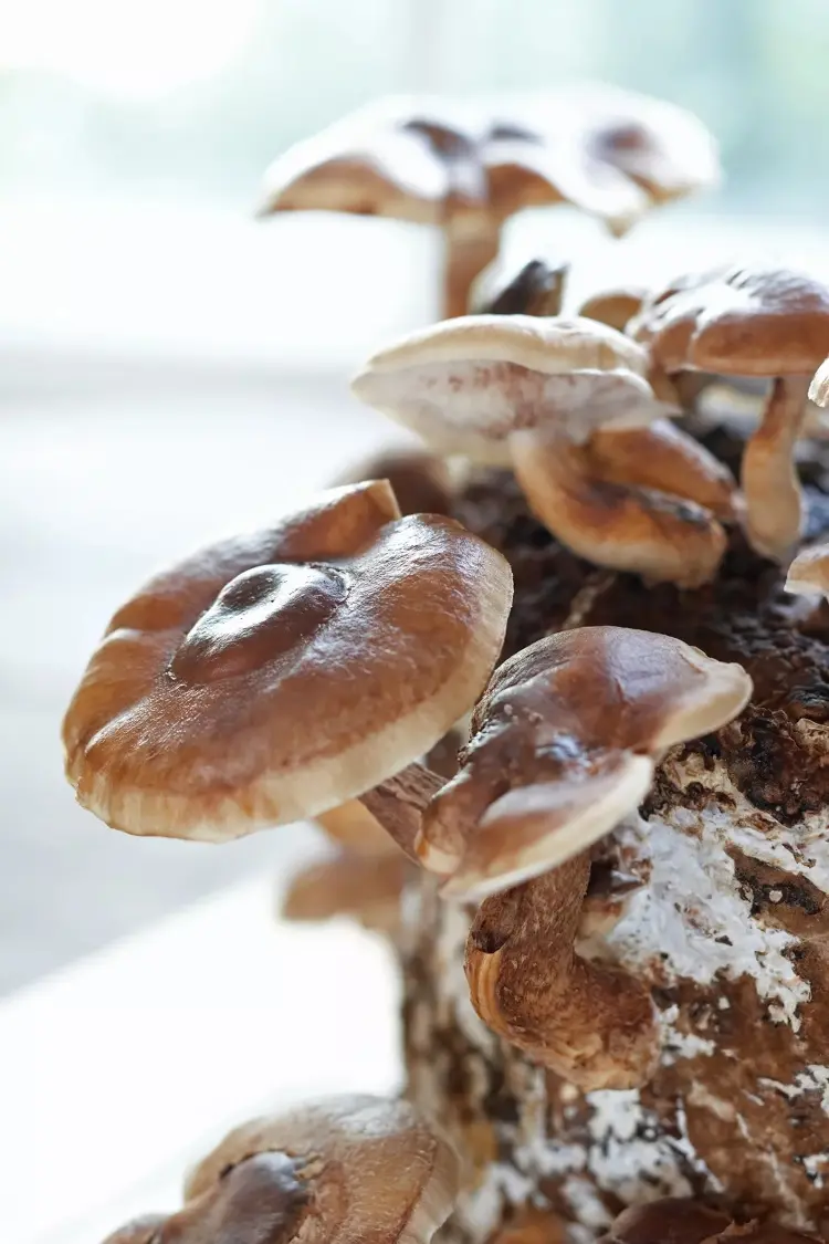 Pilze auf Baumstamm züchten Anleitung