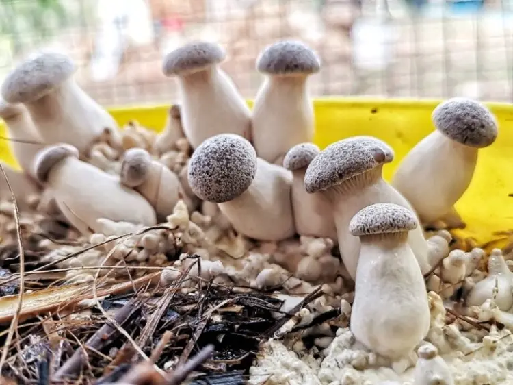 Pilze ohne Zuchtset anbauen Anleitung