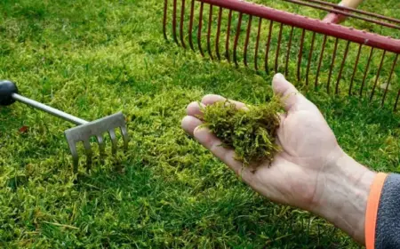 Rasen im Herbst vor Unkraut und Moos schützen - Tipps für die richtige Pflege