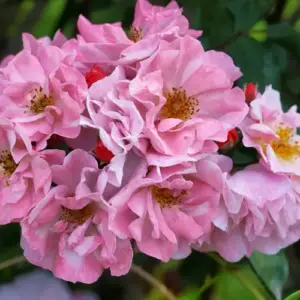 Rosen aus Hagebutten ziehen - Mit Samen eine neue Gartenpflanze kultivieren