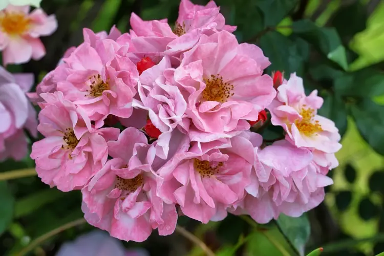Rosen aus Hagebutten ziehen - Mit Samen eine neue Gartenpflanze kultivieren