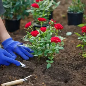 Rosen pflanzen nützliche Tipps für Anfänger Anleitung