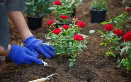 Rosen pflanzen nützliche Tipps für Anfänger Anleitung