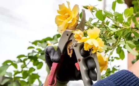 Rosen schneiden im Herbst Verblühtes entfernen im Oktober