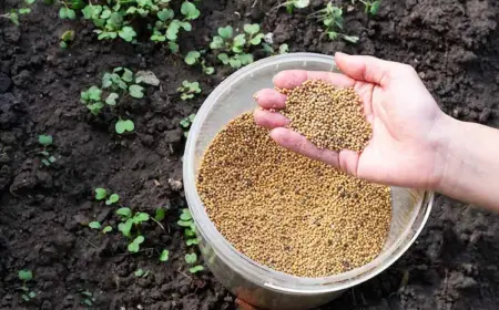 Senf pflanzen im Herbst - Wie kann man die gesunde Gründüngung im Garten anbauen, pflegen, ernten!