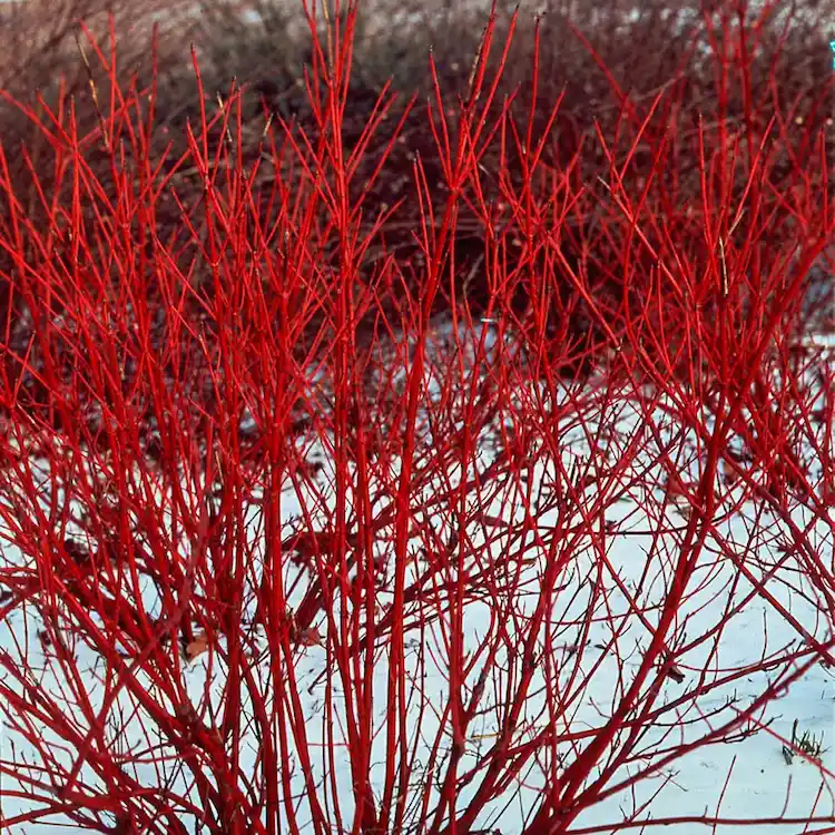 Sträucher pflanzen im Herbst - Der Rote Hartriegel blüht im Sommer mit auffälligen weißen Blüten