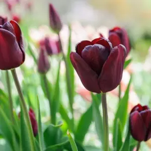 Tulpen sind Frühlingszwiebeln, die Gärtner im mittleren bis späten Herbst pflanzen