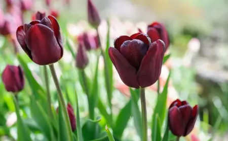 Tulpen sind Frühlingszwiebeln, die Gärtner im mittleren bis späten Herbst pflanzen