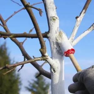 Weißanstrich für Obstbäume - Wie diese Maßnahme zum Schutz dient und wie man das richtig macht