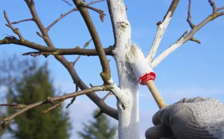 Weißanstrich für Obstbäume - Wie diese Maßnahme zum Schutz dient und wie man das richtig macht