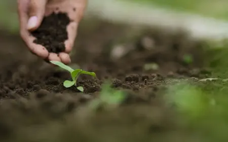 Welches Gemüse im Herbst pflanzen und nächstes Jahr ernten