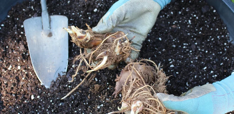 Wenn die Rhizome in Gartenerde gelagert wurden, dürfen sie nicht gewaschen werden