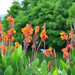 Wie kann man die schönen Cannas überwintern