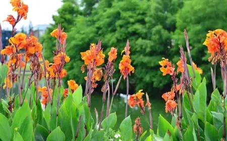 Wie kann man die schönen Cannas überwintern