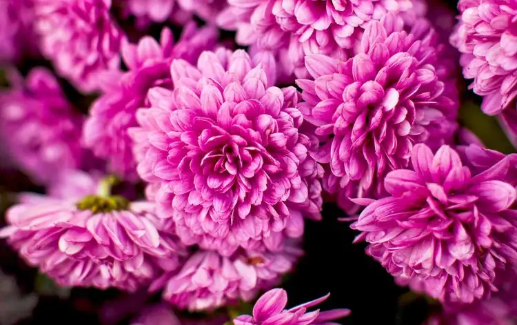 Winteraster oder Garten-Chrysanthemen richtig pflegen Tipps