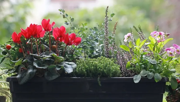 Winterbepflanzung für Balkon im Blumenkasten nützliche Tipps