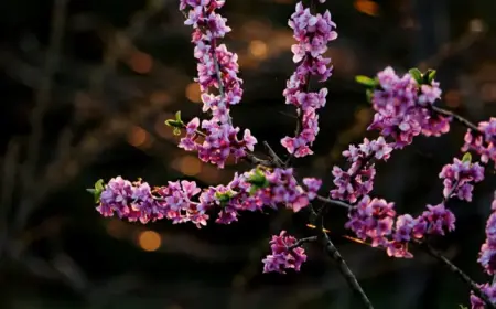 Winterblühende Sträucher - Gewöhnlicher Seidelbast (Daphne mezereum) in Pink