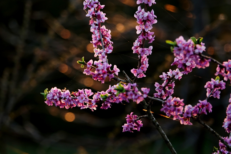 Winterblühende Sträucher - Gewöhnlicher Seidelbast (Daphne mezereum) in Pink