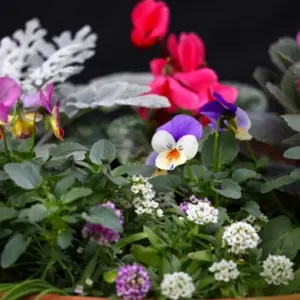 Winterblumen und Stauden für Balkon wählen Ideen