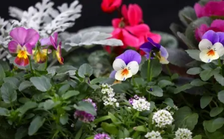 Winterblumen und Stauden für Balkon wählen Ideen