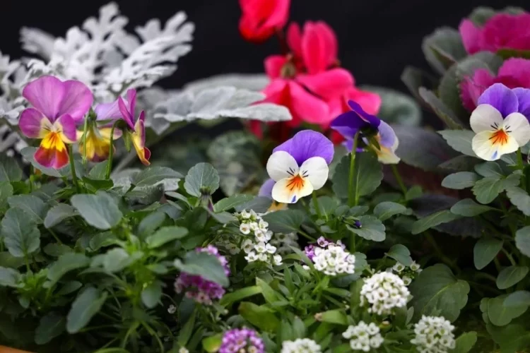 Winterblumen und Stauden für Balkon wählen Ideen