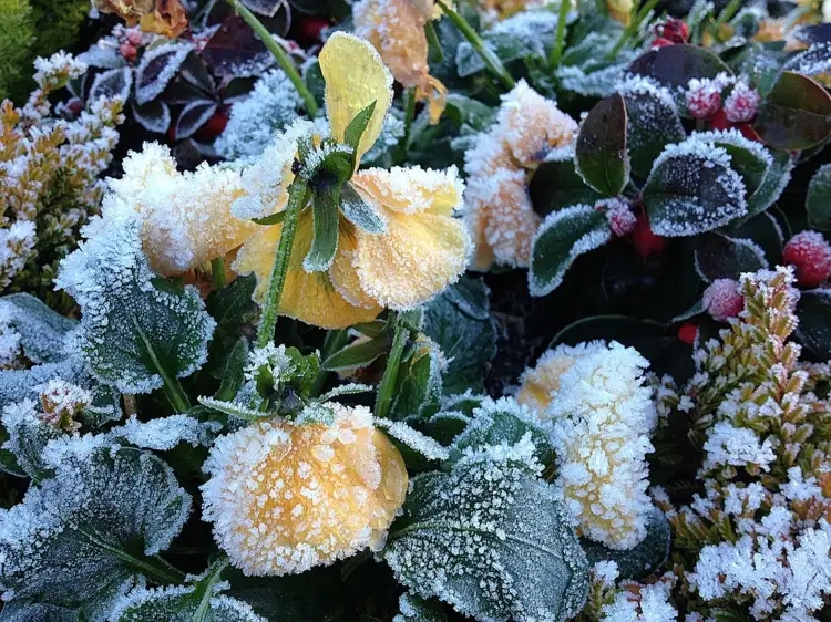 Winterharte, mehrjährige Blumen für das Grab, die leicht zu pflegen sind