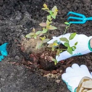 als hobbygärtner fehler vermeiden und mit richtiger pflanzmethode heidelbeeren pflanzen im herbst möglich