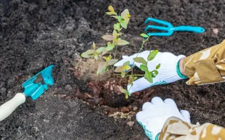 als hobbygärtner fehler vermeiden und mit richtiger pflanzmethode heidelbeeren pflanzen im herbst möglich