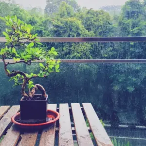 balkonmöbel und empfindliche pflanzen wie bonsai vor regenwasser schützen